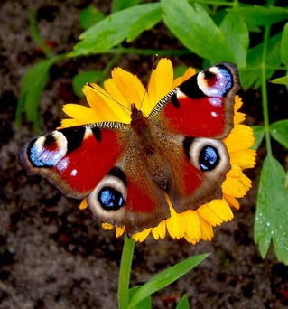 .....аська .....