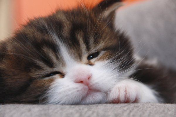 Людмила Баранова