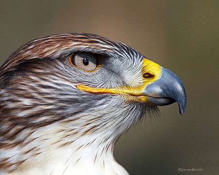 Мурагер Уалиханов