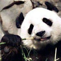 Гера Стратов