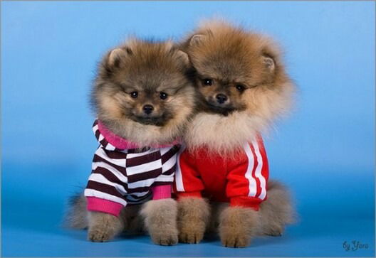 Шынар Косманова