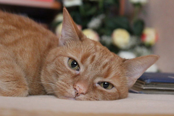 Сергей Лисицин