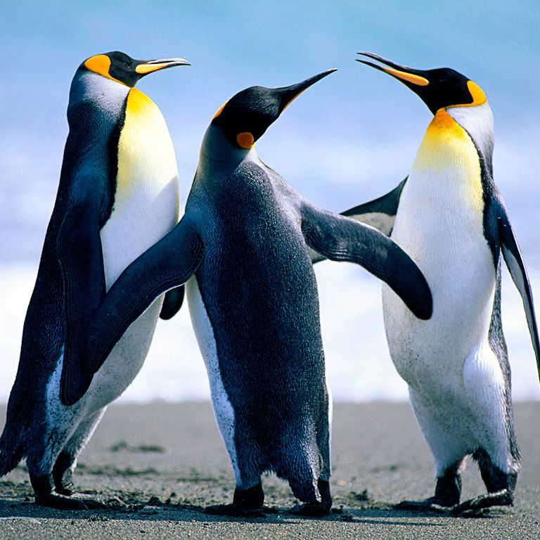 Ольга Дадиванова