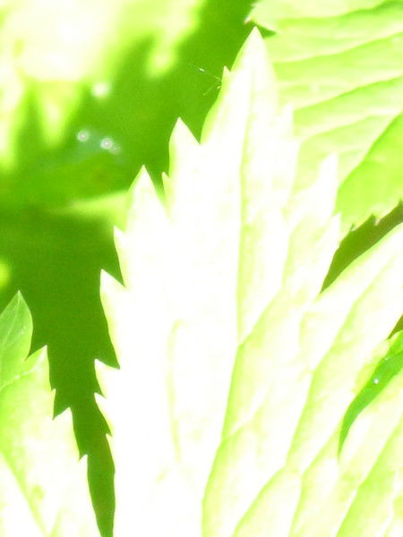 Инна Чупина