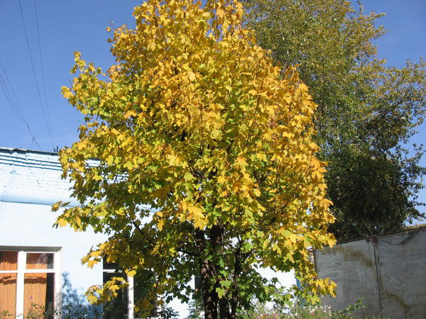 Татьяна Веретенникова