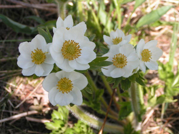 Елена Ульянова