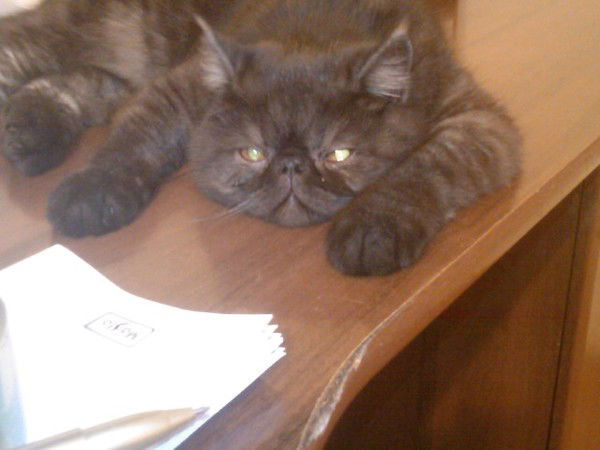 Сауле Лучик