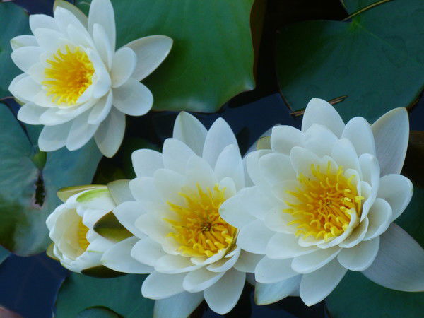 Хадиша Байганова