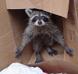 Сергей Макляк