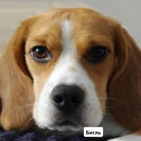 Оксана Собачкина