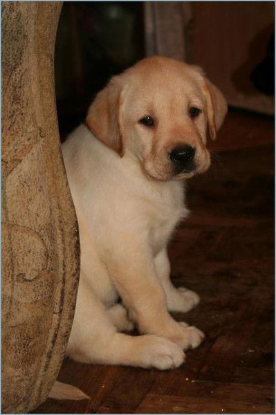 Ирина Дрожевская