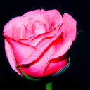 Roza G