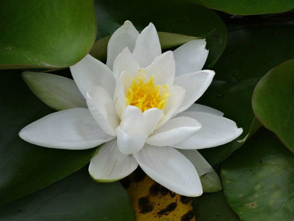 Ризида Юнусова