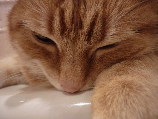 Анна Пицевич