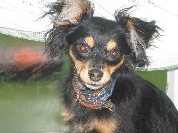 Екатерина Котова