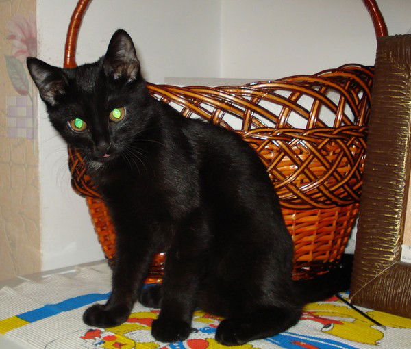 Инна Хричкова