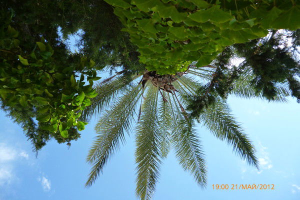 Ирина Чернова