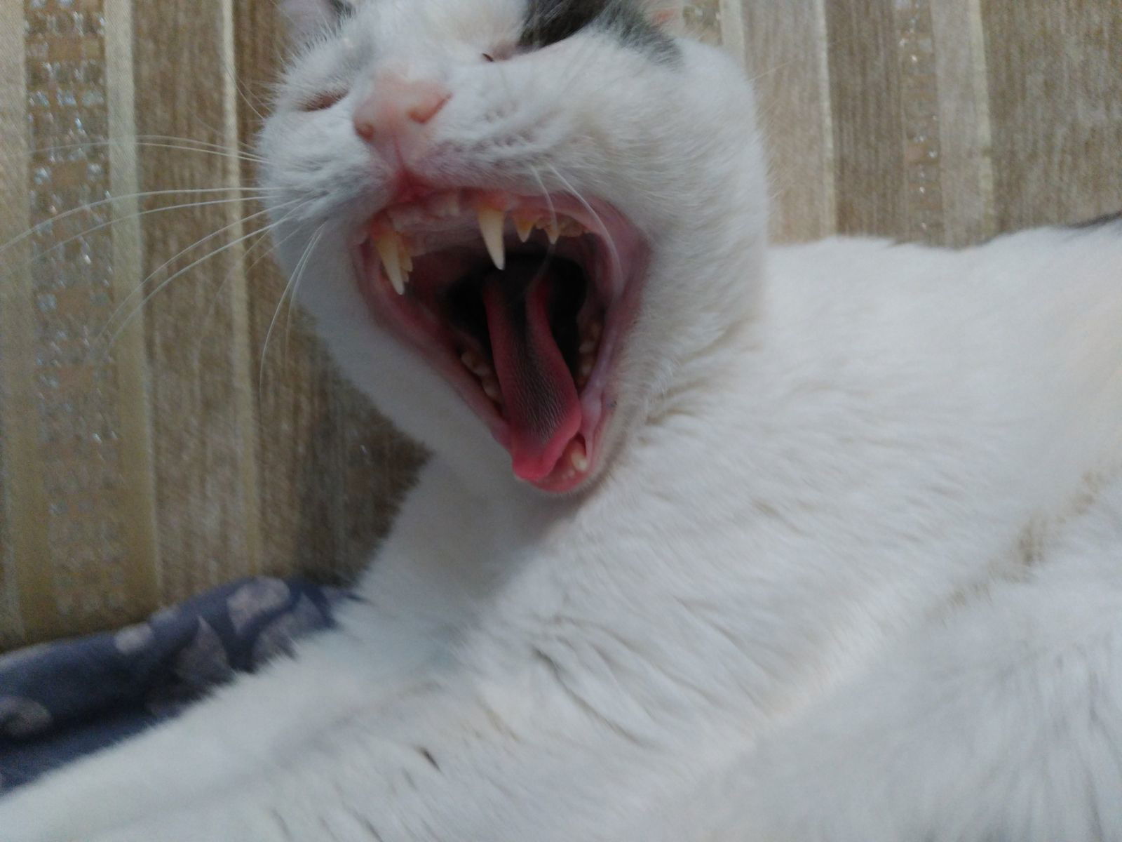 Леди Сикрет