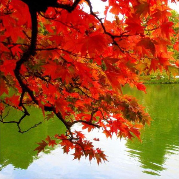 Ольга Ковалева