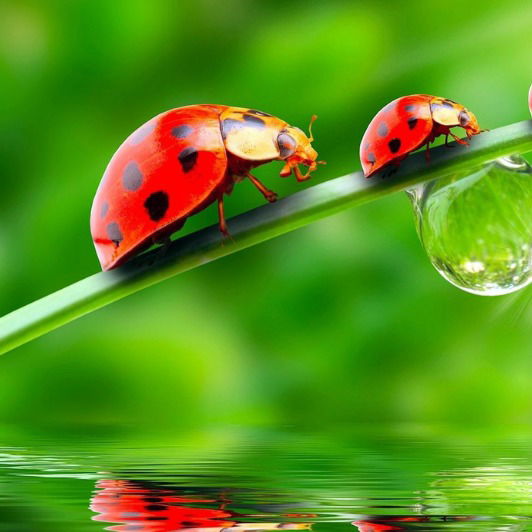 Слободянюк Олена