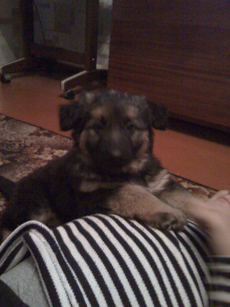 Костя Евстратенко