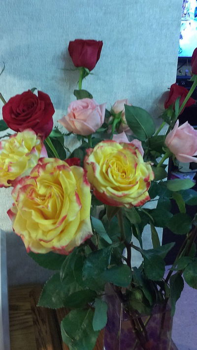 Елена Орлова