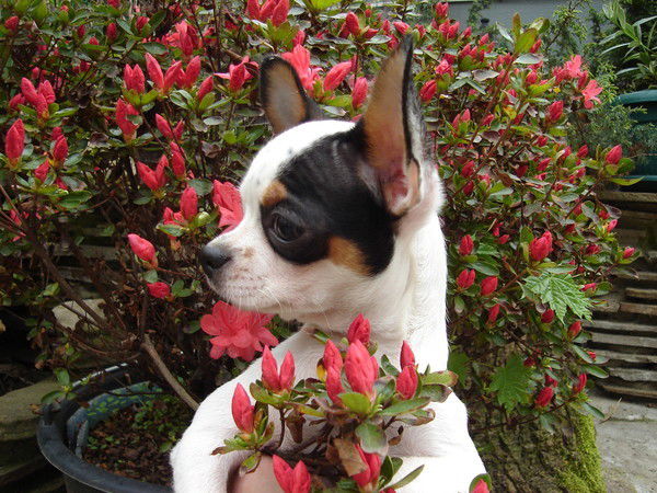 Агапова Олеся***