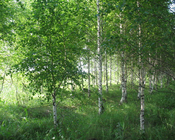 Эльмира Рахманова