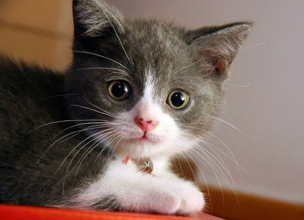 Ангелина Чернусская