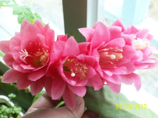 Вера Попова