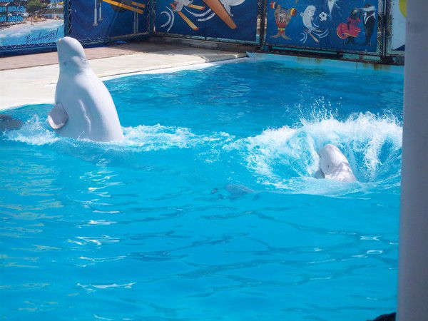 Виталик Есин