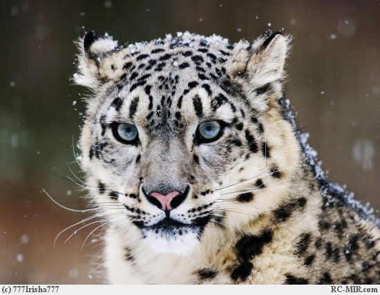 Айдар Набиуллин