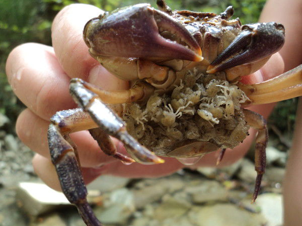 Виктория Лагутина