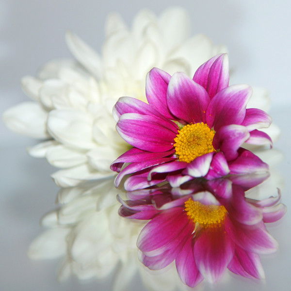 Александра Чернова