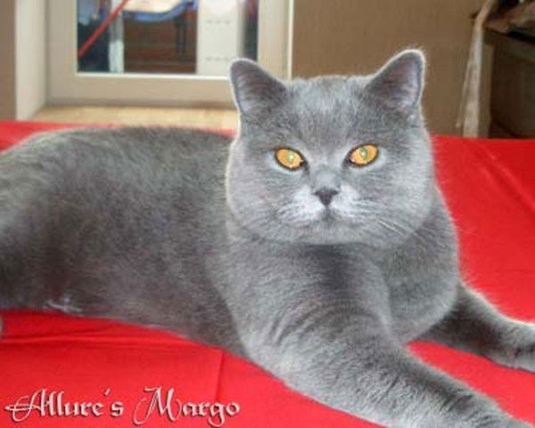 Елена Болячевская