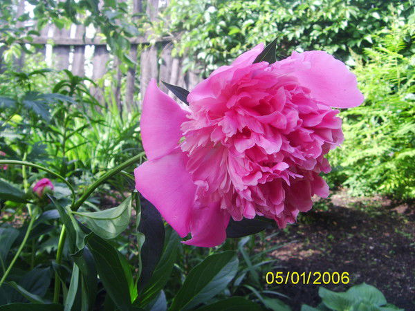 Светлана Акашева