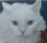 Наталья Йозгюн