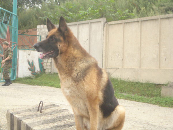 Даша Алёшина