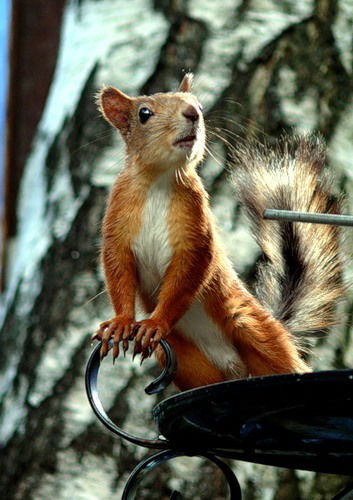 Валентина Даниленко