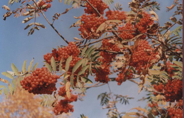 Любовь Яхина