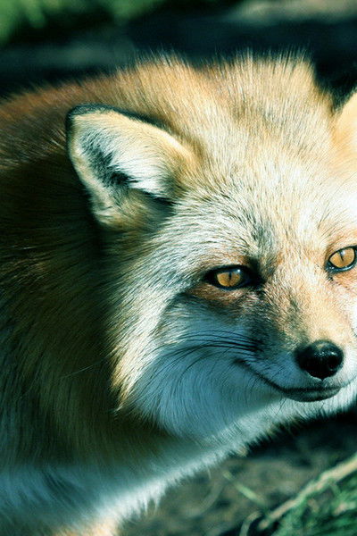 Кирилл Ведров