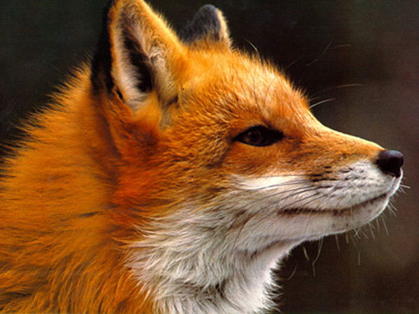 Эльвин Халилов