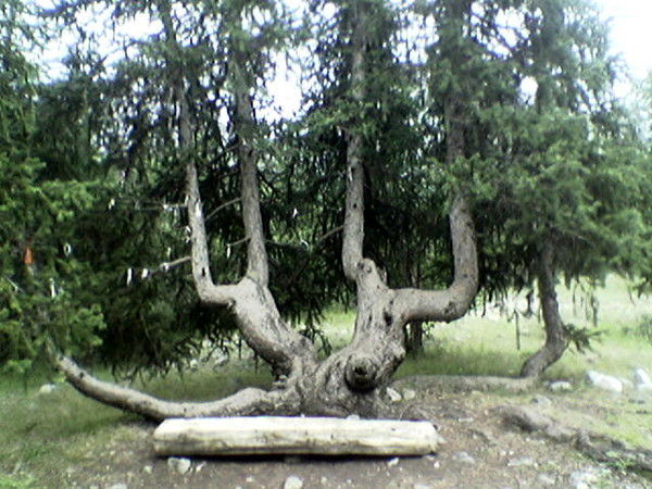 Елдос Маханов