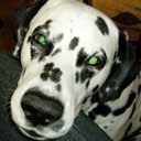 Илья Лапшин