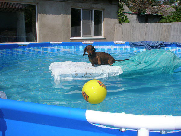 Модестик Водкохлёбов