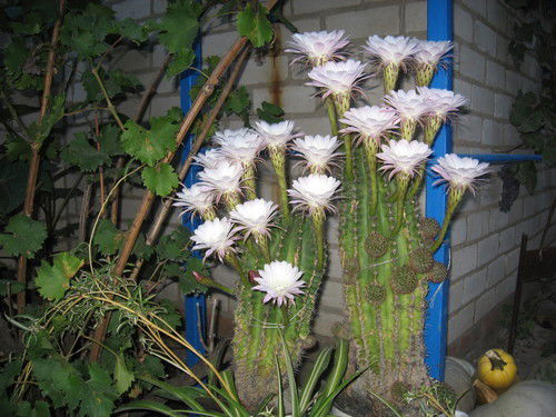 Маргарита Чудинова