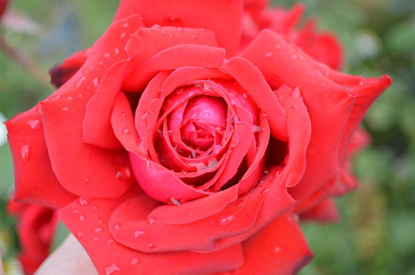 Елена Иванская