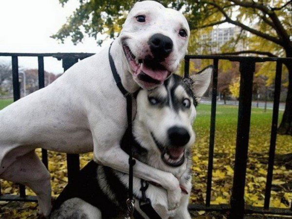 Никита Богуш