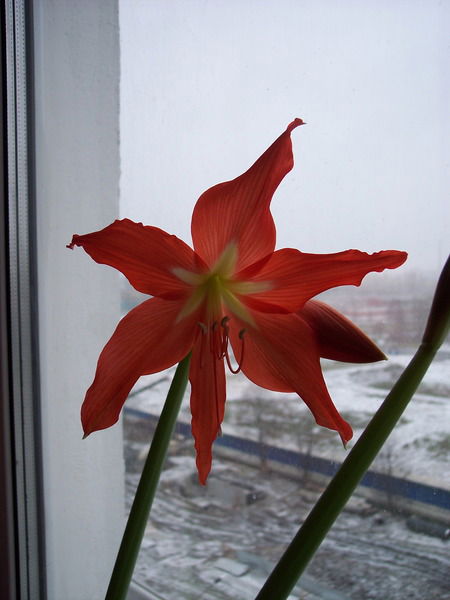 Ольга Барышкова