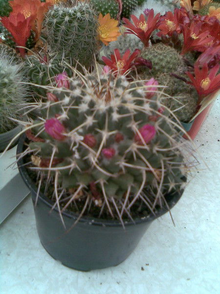 Галина Кашкаха